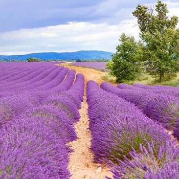 Travel Idea: A journey among Tuscia’s secret corners - Lavanda Fields